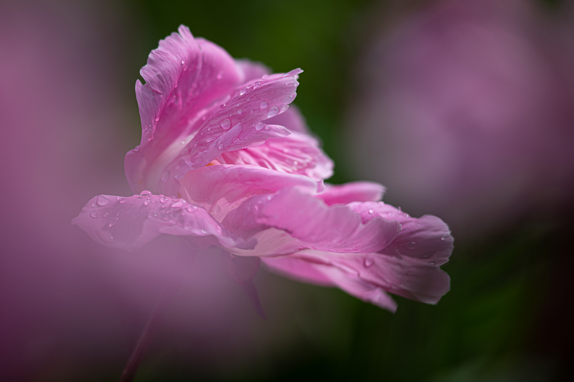 In jedem Samenkorn ruht bereits eine Ahnung von Blüte. Fotografie: Barbara Rainer.